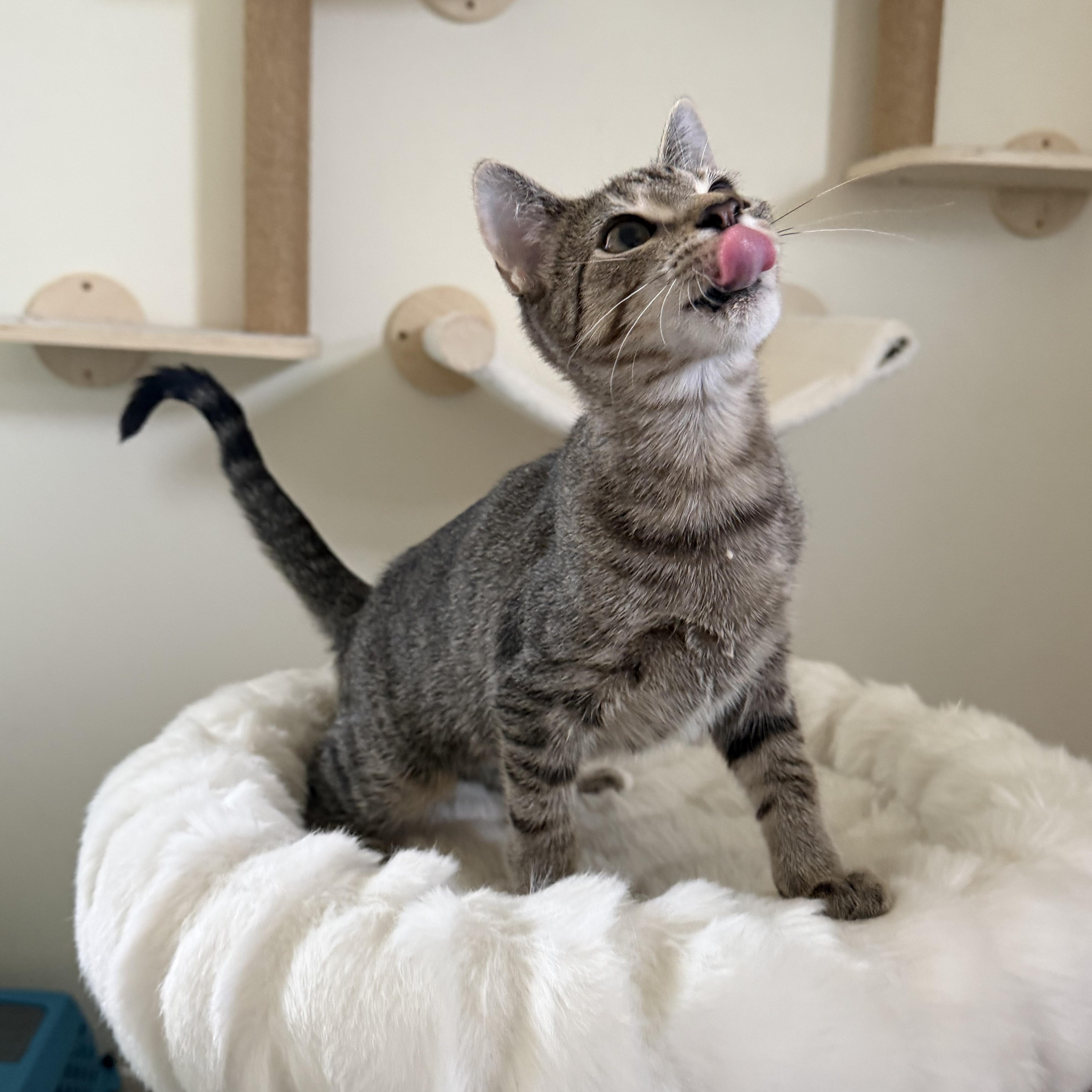 SRIRACHA, ADOPTABLE, Young Female Domestic Short Hair.