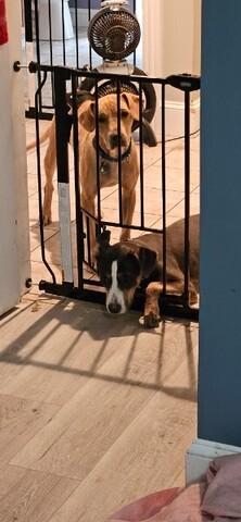 Enlarge Jack, a Adoptable Mixed Breed in Bowdoin, ME image 1/4