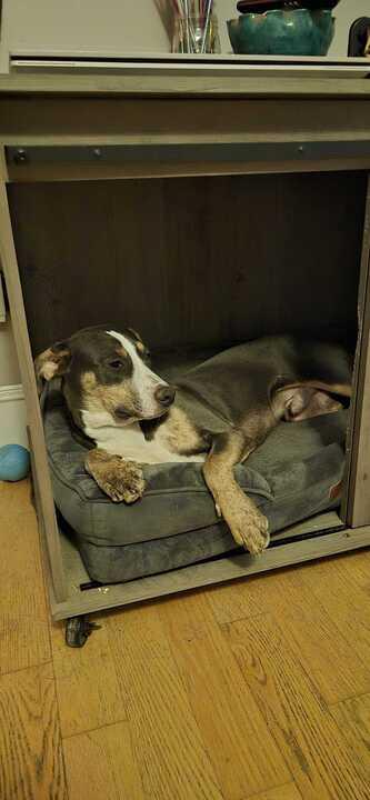 Enlarge Jack, a Adoptable Mixed Breed in Bowdoin, ME image 4/4