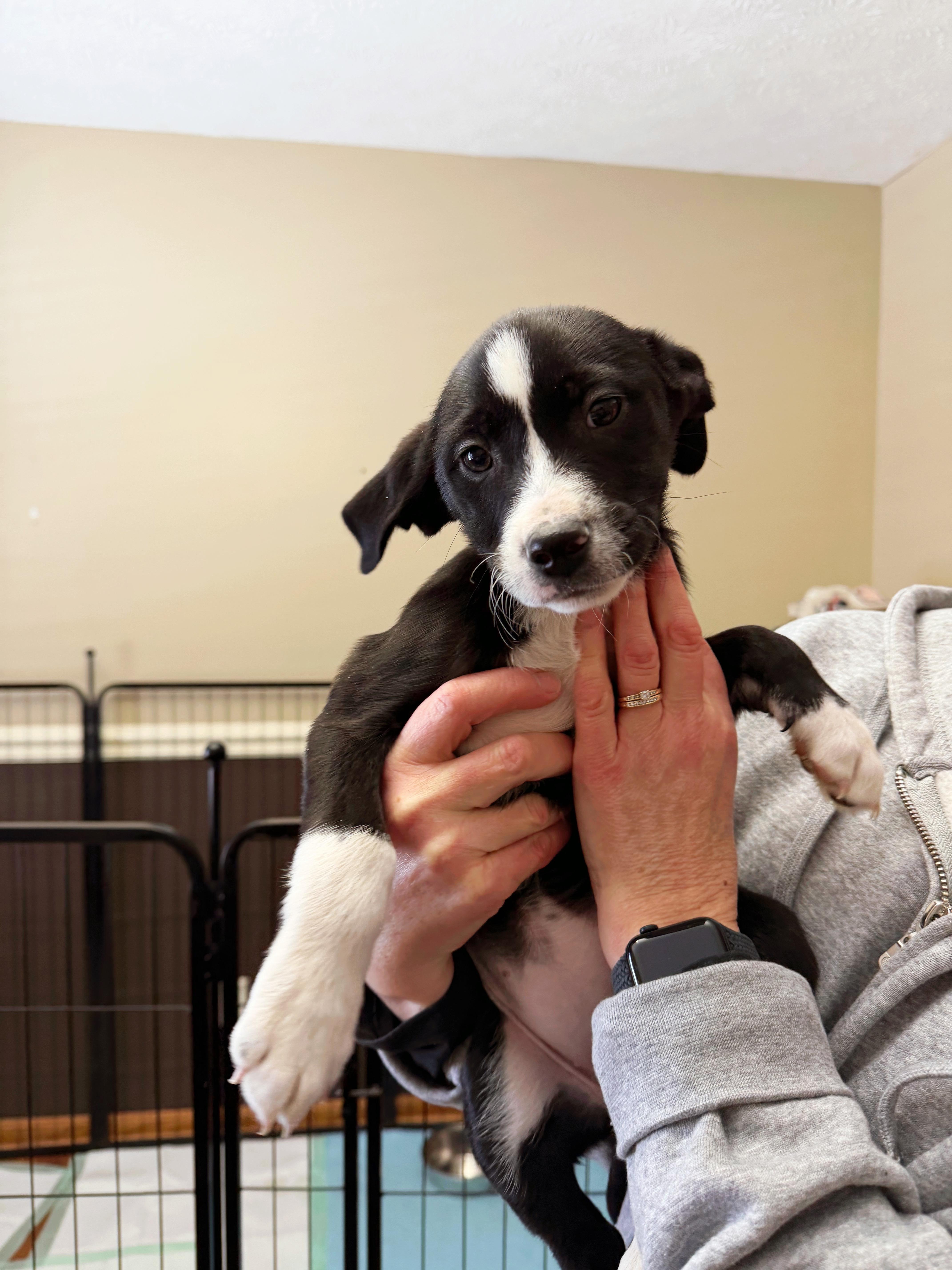 Carrot, a Adoptable mixed breed in Seville, OH image 1/4