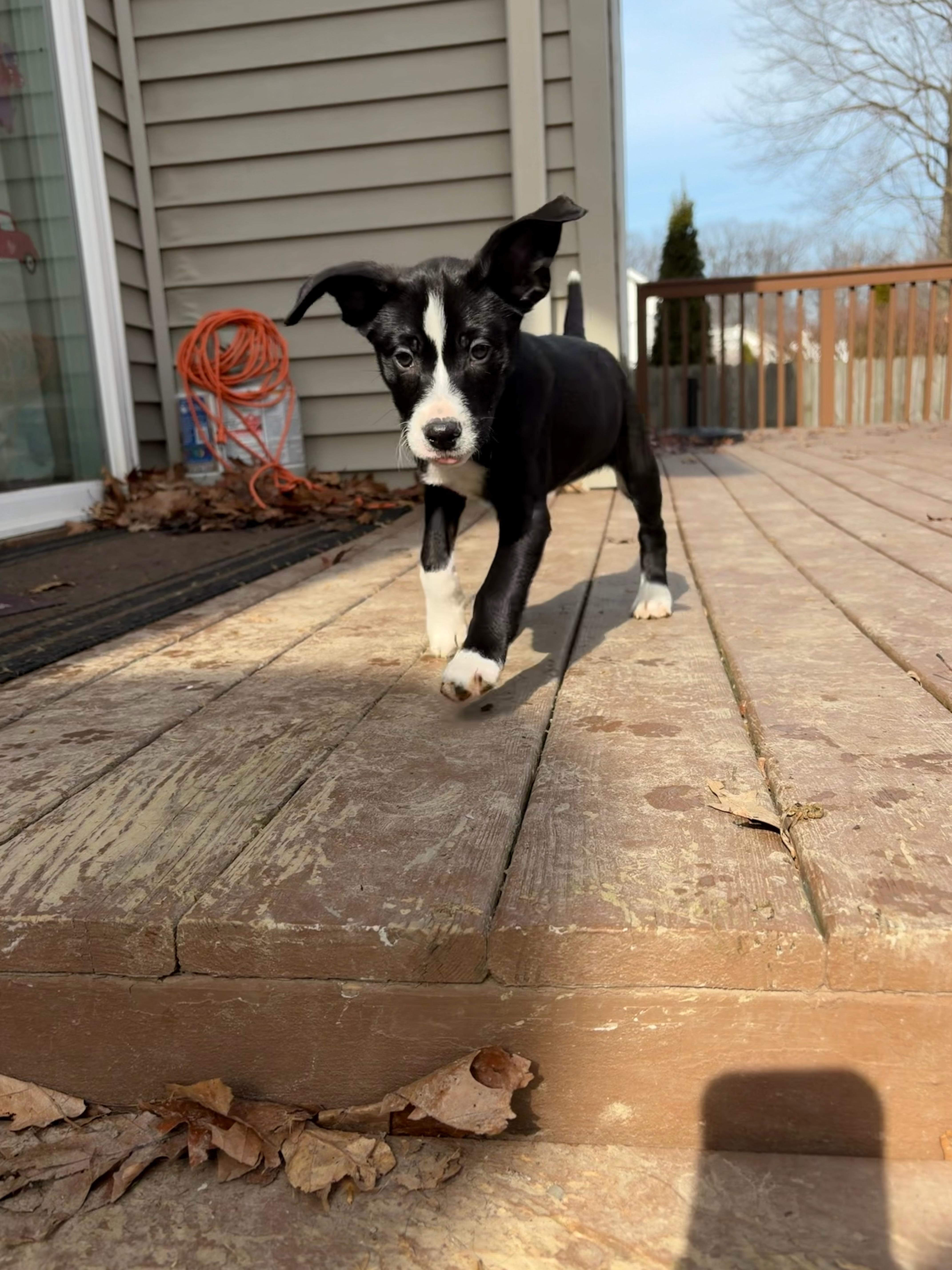 Carrot, a Adoptable mixed breed in Seville, OH image 3/4