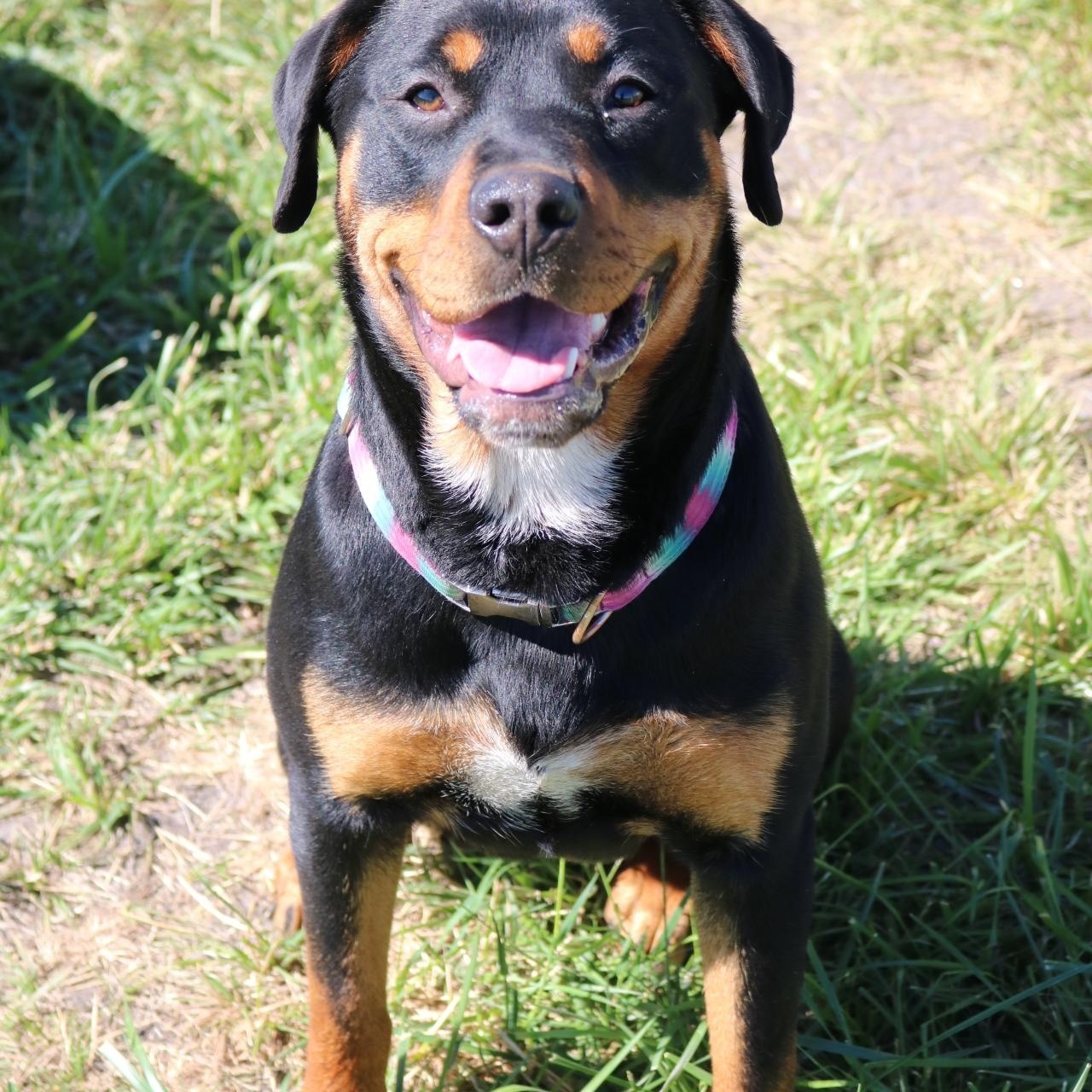 Enlarge Doja, a ADOPTABLE mixed breed in La Grande, OR image 1/4