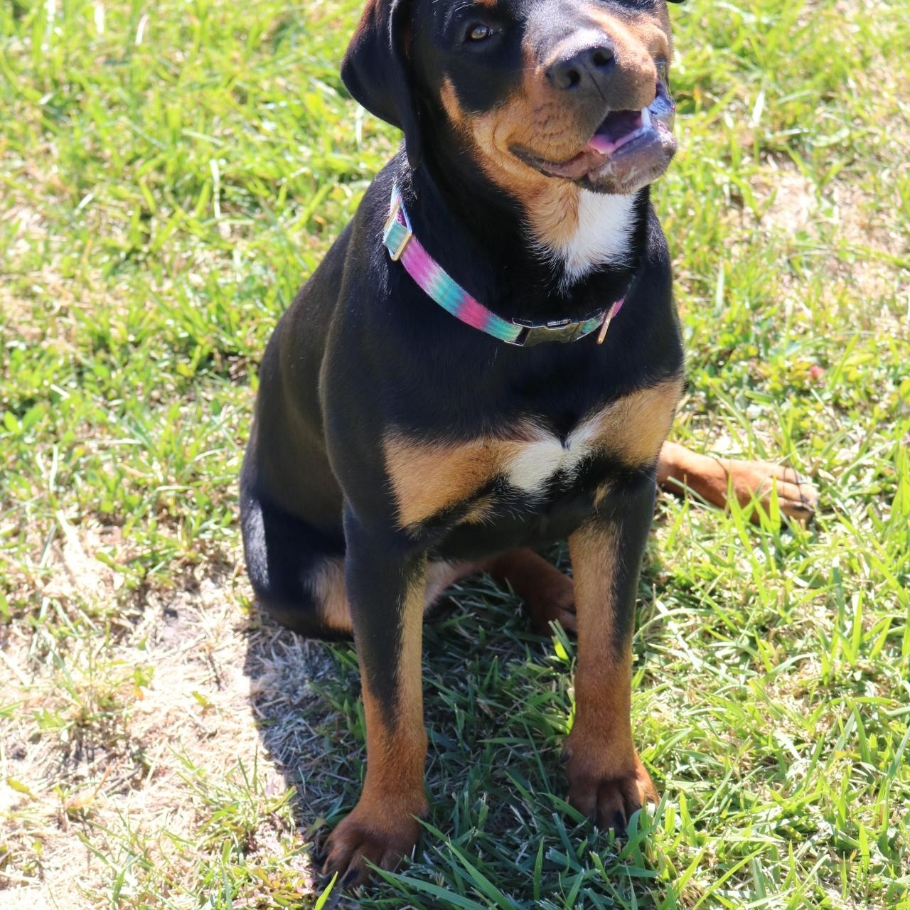 Enlarge Doja, a ADOPTABLE mixed breed in La Grande, OR image 2/4