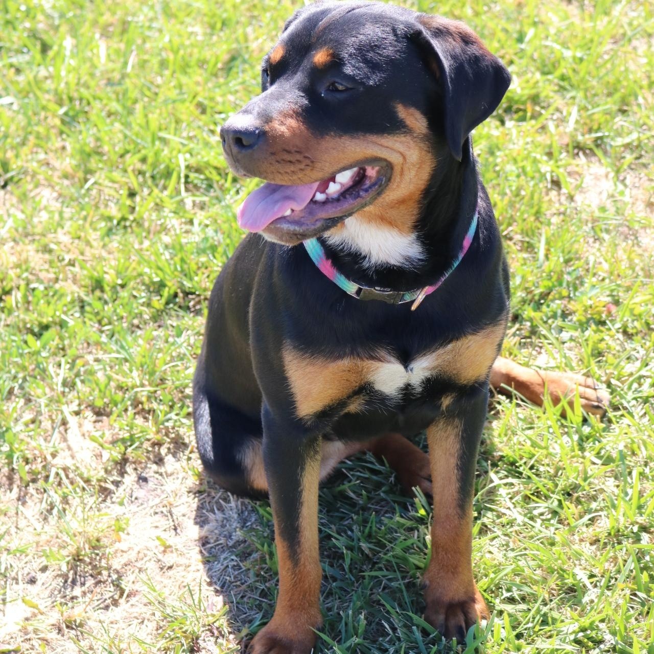 Enlarge Doja, a ADOPTABLE mixed breed in La Grande, OR image 3/4