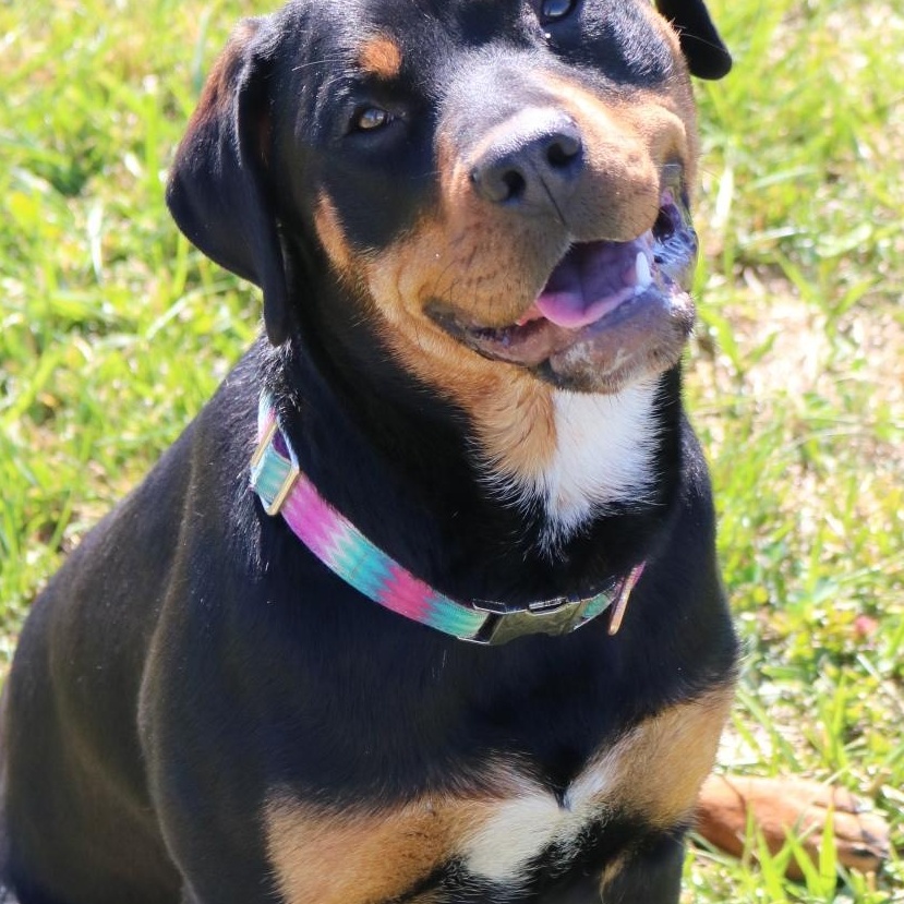 Enlarge Doja, a ADOPTABLE mixed breed in La Grande, OR image 4/4