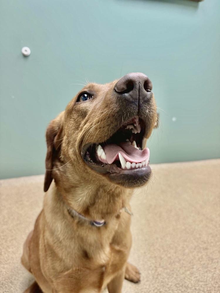 Enlarge Judy, a Adoptable Labrador Retriever in Grove City, OH image 1/3