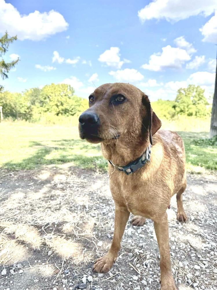 Enlarge Judy, a Adoptable Labrador Retriever in Grove City, OH image 2/3
