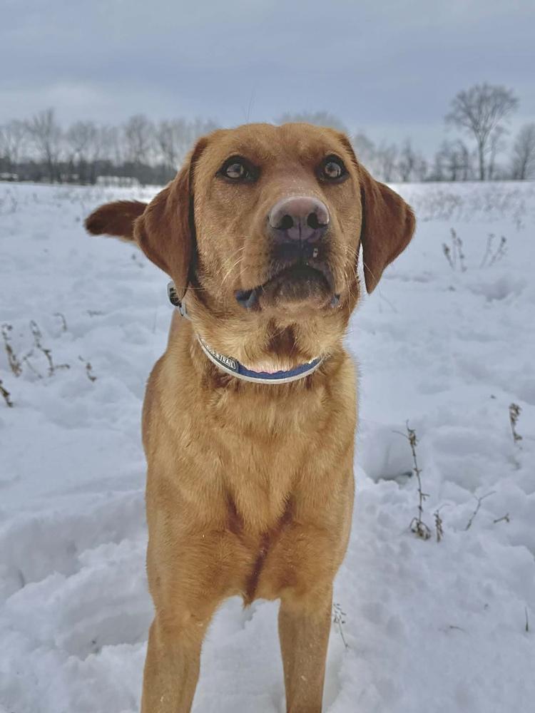 Enlarge Judy, a Adoptable Labrador Retriever in Grove City, OH image 3/3