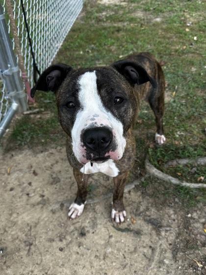Molly, adopted, Adult Female Pit Bull Terrier.