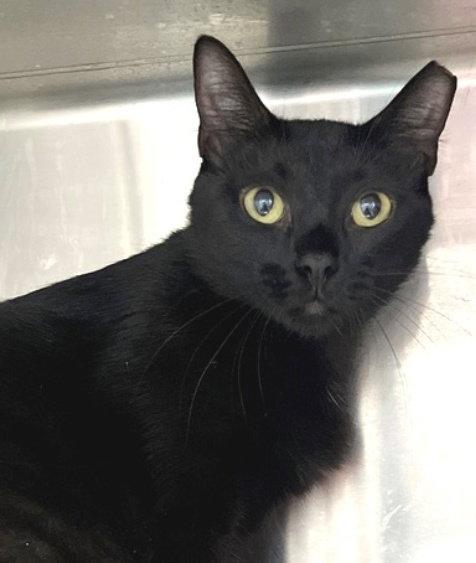 Enlarge Ahsoka, a Adopted Domestic Short Hair in Carrollton, GA image 1/3