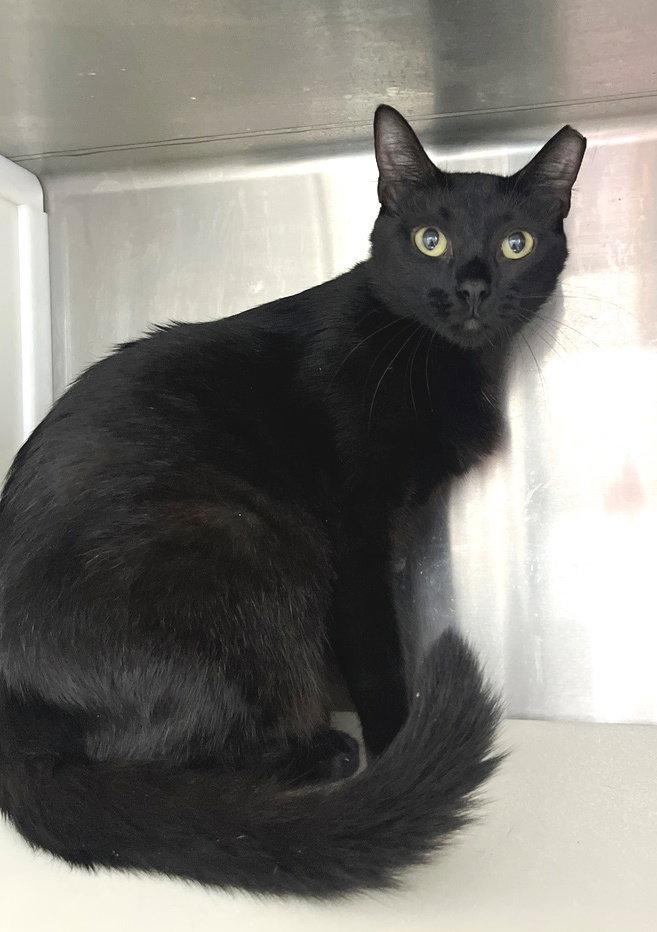 Enlarge Ahsoka, a Adopted Domestic Short Hair in Carrollton, GA image 2/3