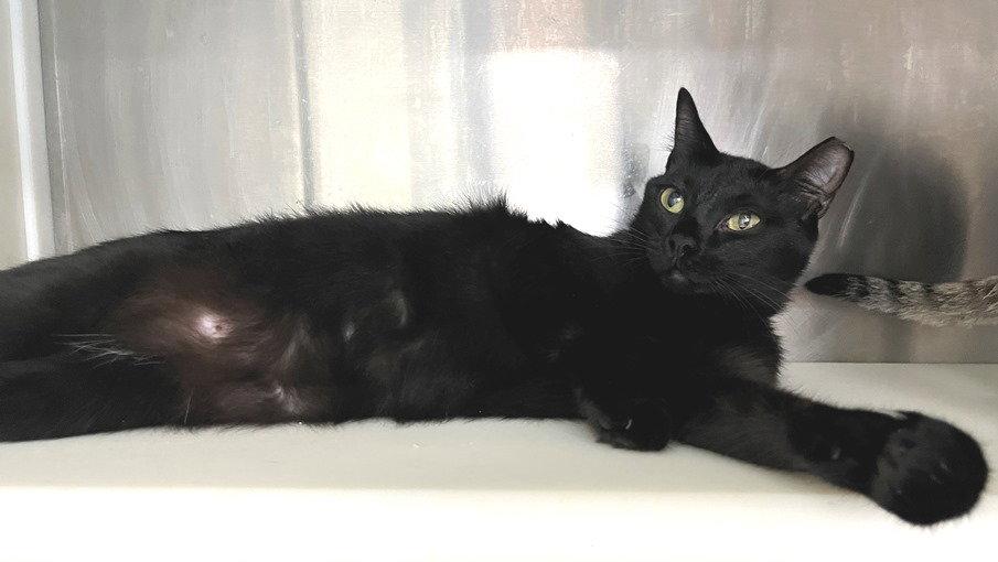 Enlarge Ahsoka, a Adopted Domestic Short Hair in Carrollton, GA image 3/3