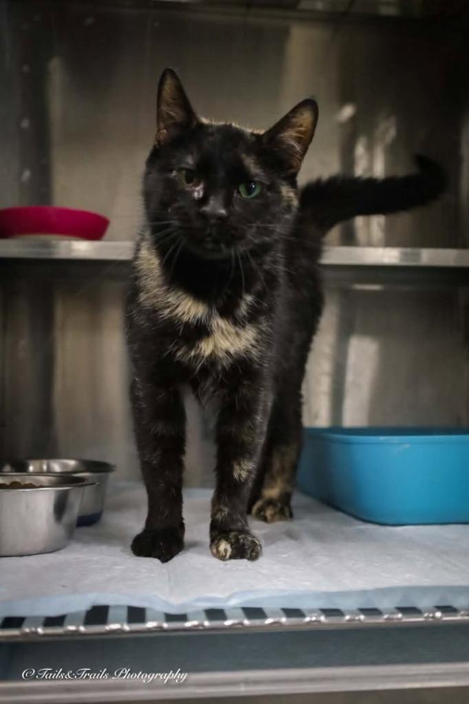 Enlarge Batman, a Adoptable mixed breed in Greensburg, IN image 1/3