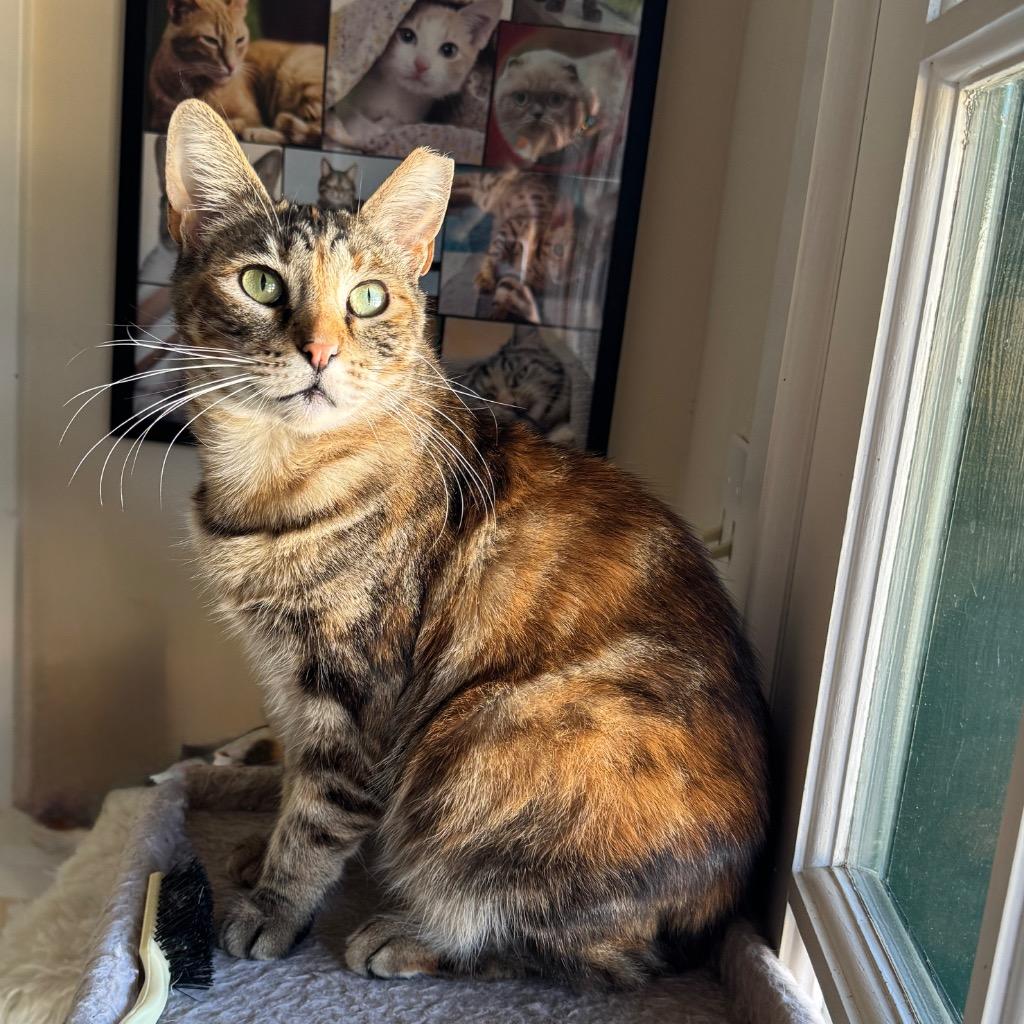 Evie, a Adoptable mixed breed in Cambria, CA image 2/6