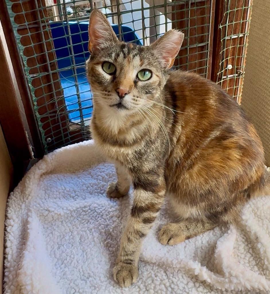 Enlarge Evie, a Adoptable mixed breed in Cambria, CA image 5/6