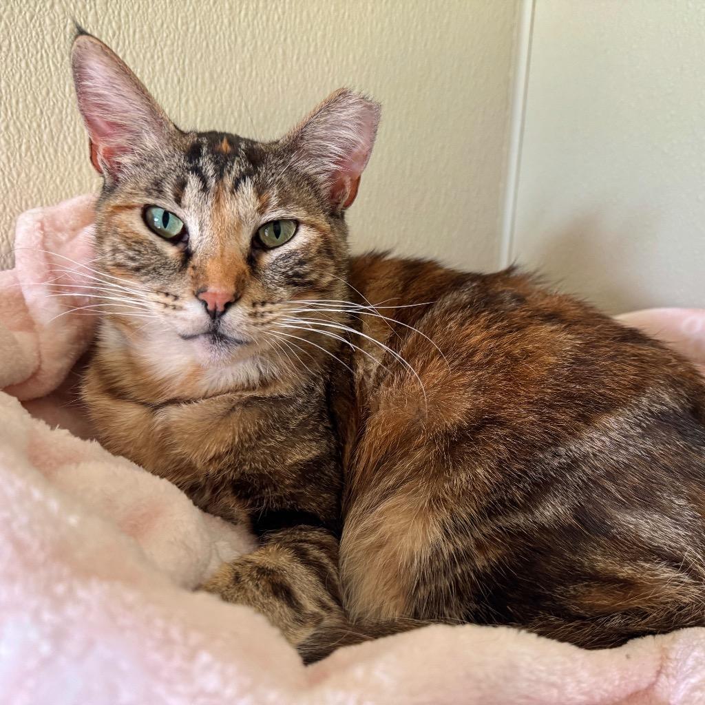 Enlarge Evie, a Adoptable mixed breed in Cambria, CA image 6/6