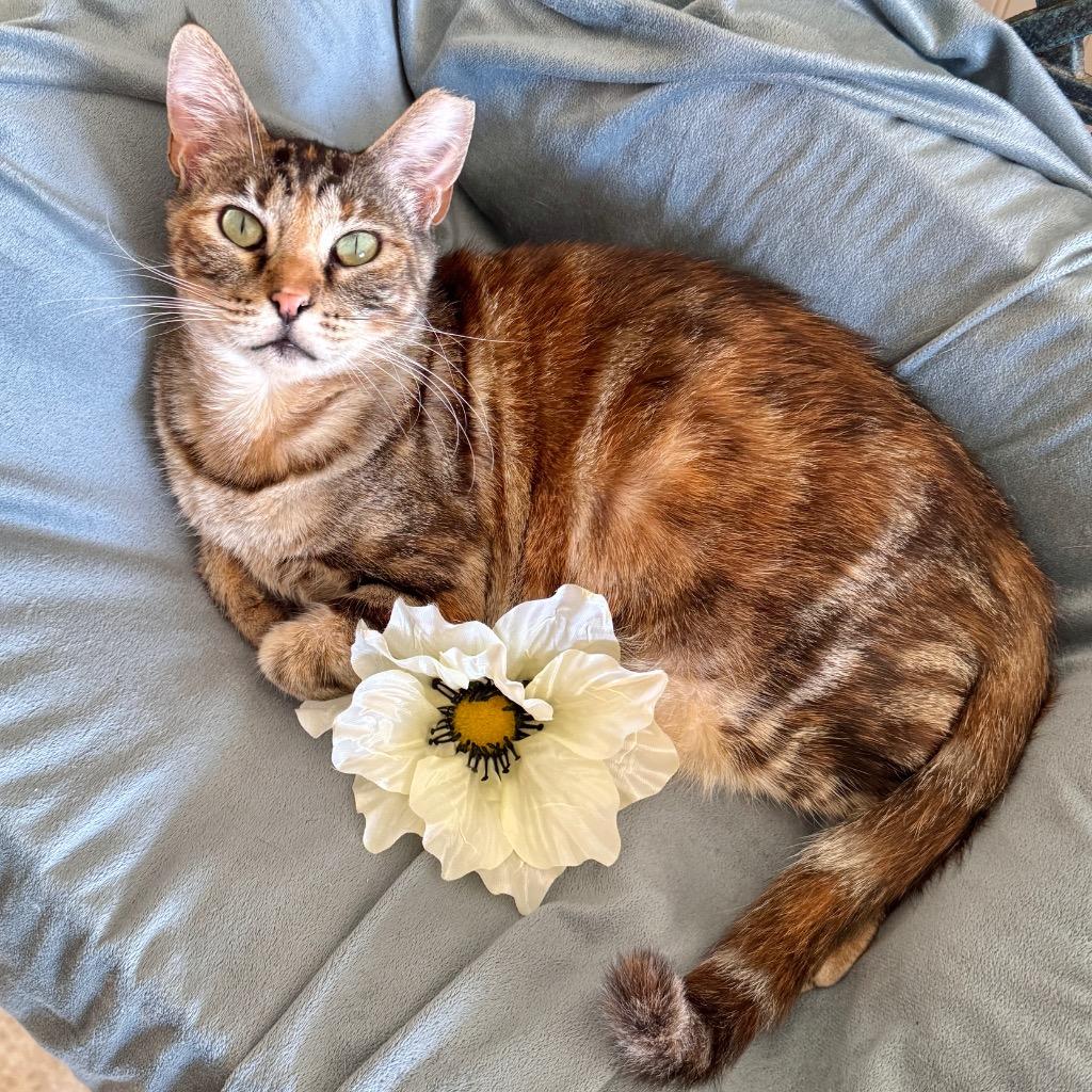 Evie, Adoptable, Adult Female Domestic Short Hair.
