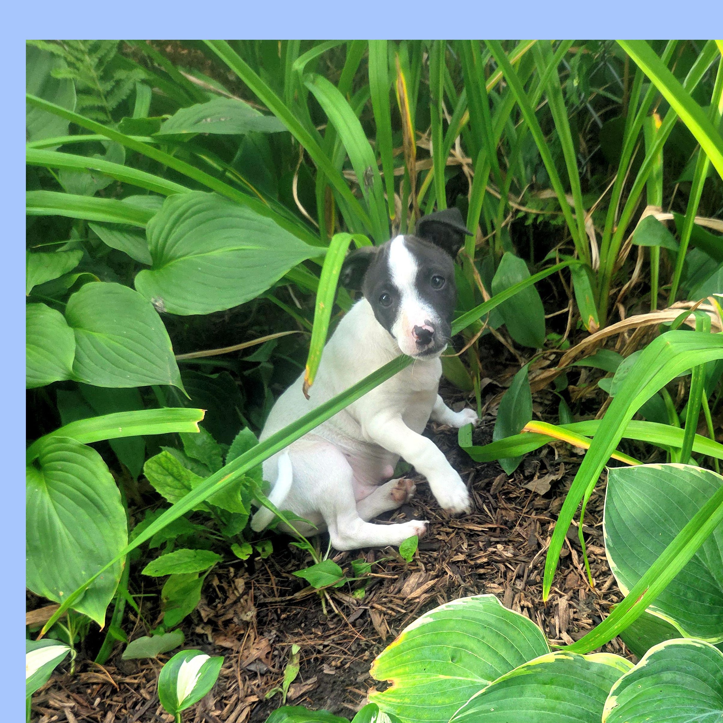 Dr. Pepper, a Adoptable mixed breed in Lake Geneva, WI image 3/4