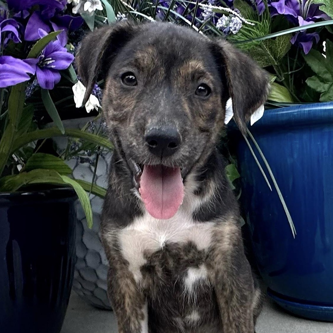 Crunch Mini - LOCAL PUP, adopted, Puppy Male Husky & Hound.