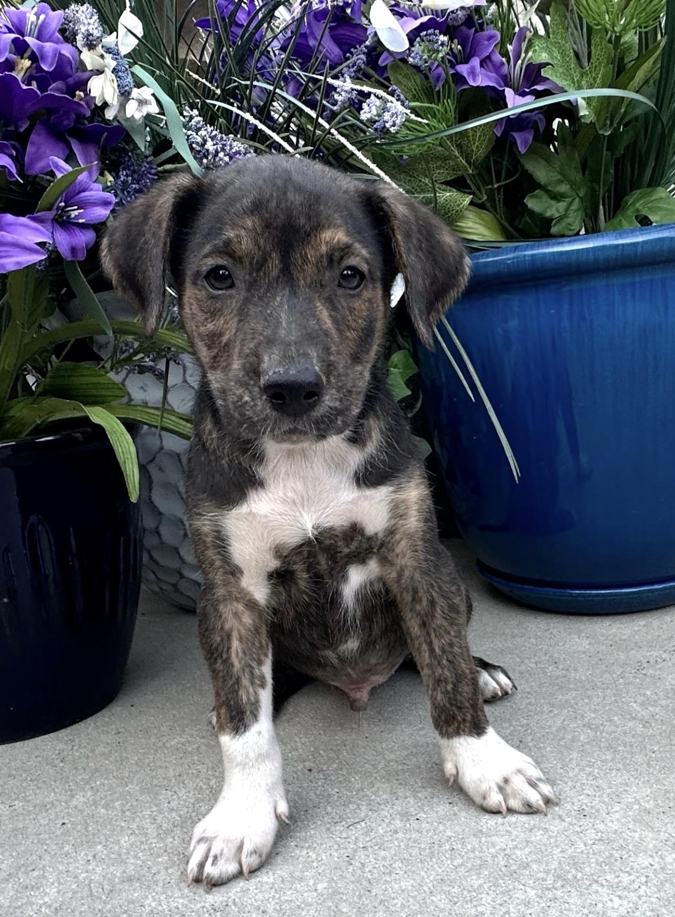 Crunch Mini - LOCAL PUP, an adopted mixed breed in Andover, MA image 3/6