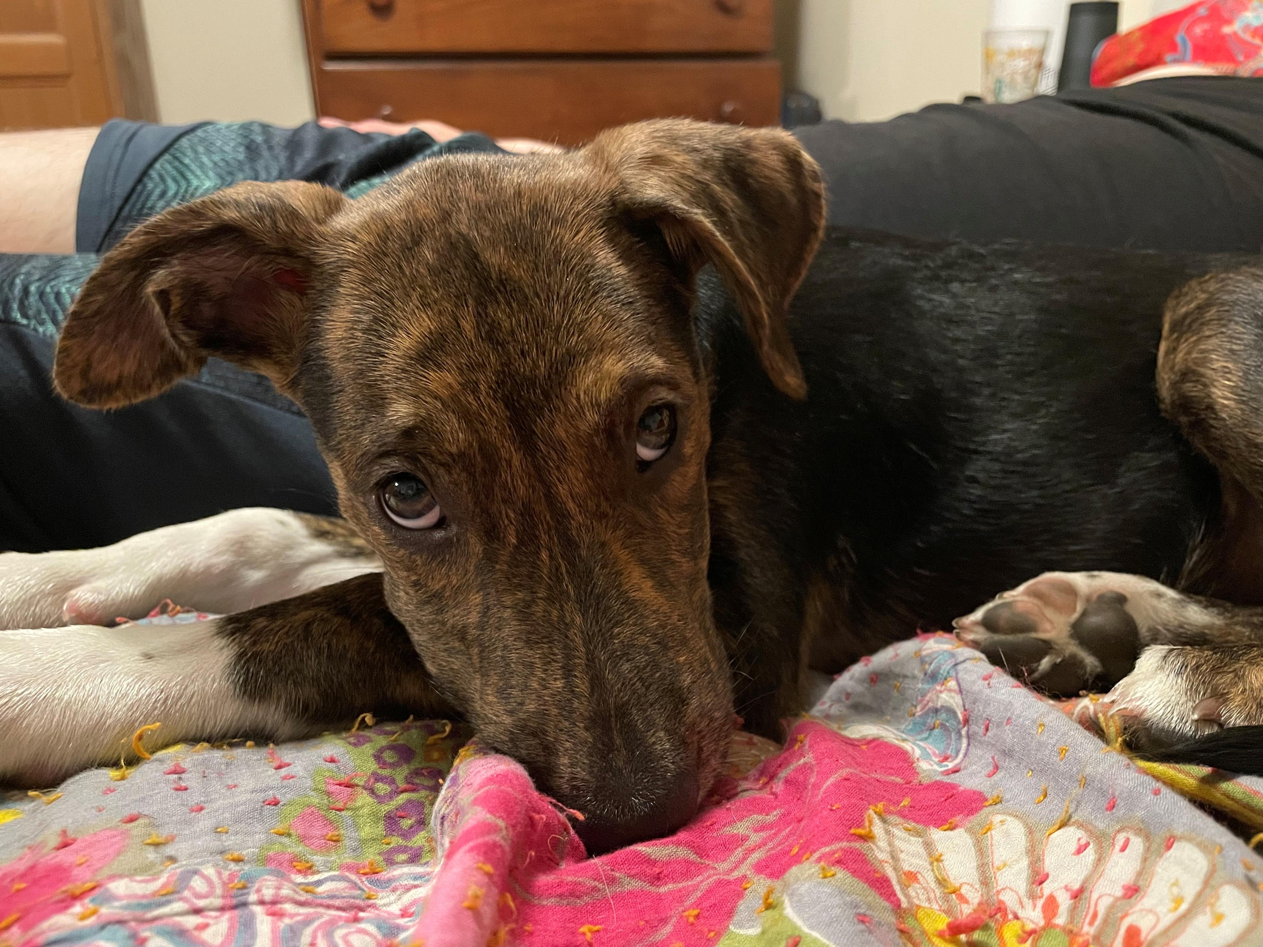 Crunch Mini - LOCAL PUP, an adopted mixed breed in Andover, MA image 2/6