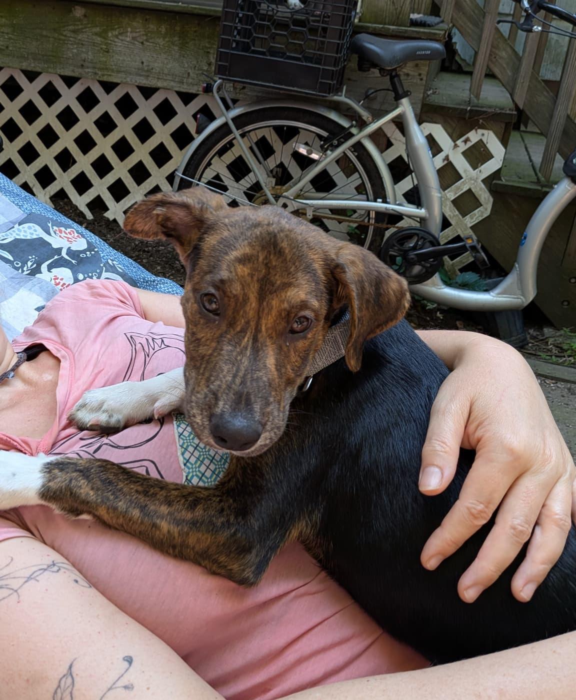 Crunch Mini - LOCAL PUP, an adopted mixed breed in Andover, MA image 4/6