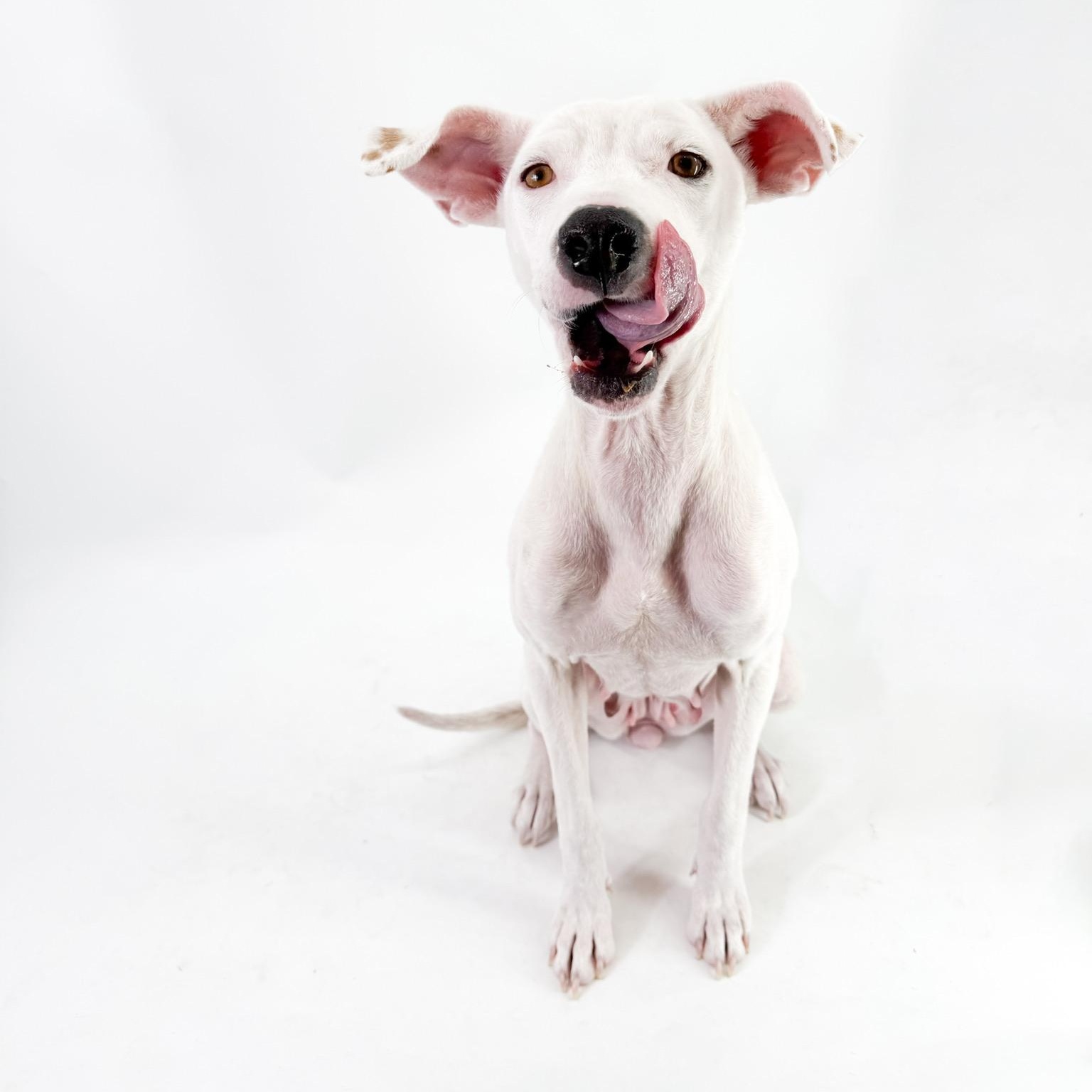 Enlarge Luna, a Adoptable mixed breed in Scottsdale, AZ image 2/4
