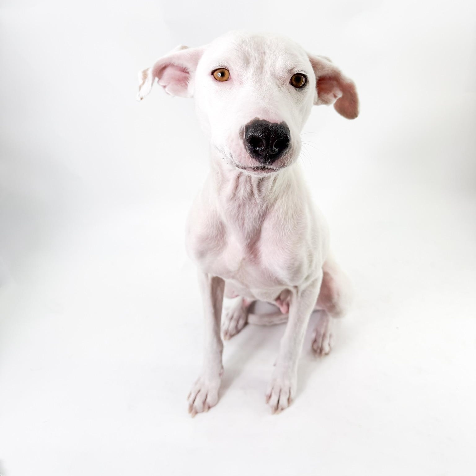 Enlarge Luna, a Adoptable mixed breed in Scottsdale, AZ image 3/4