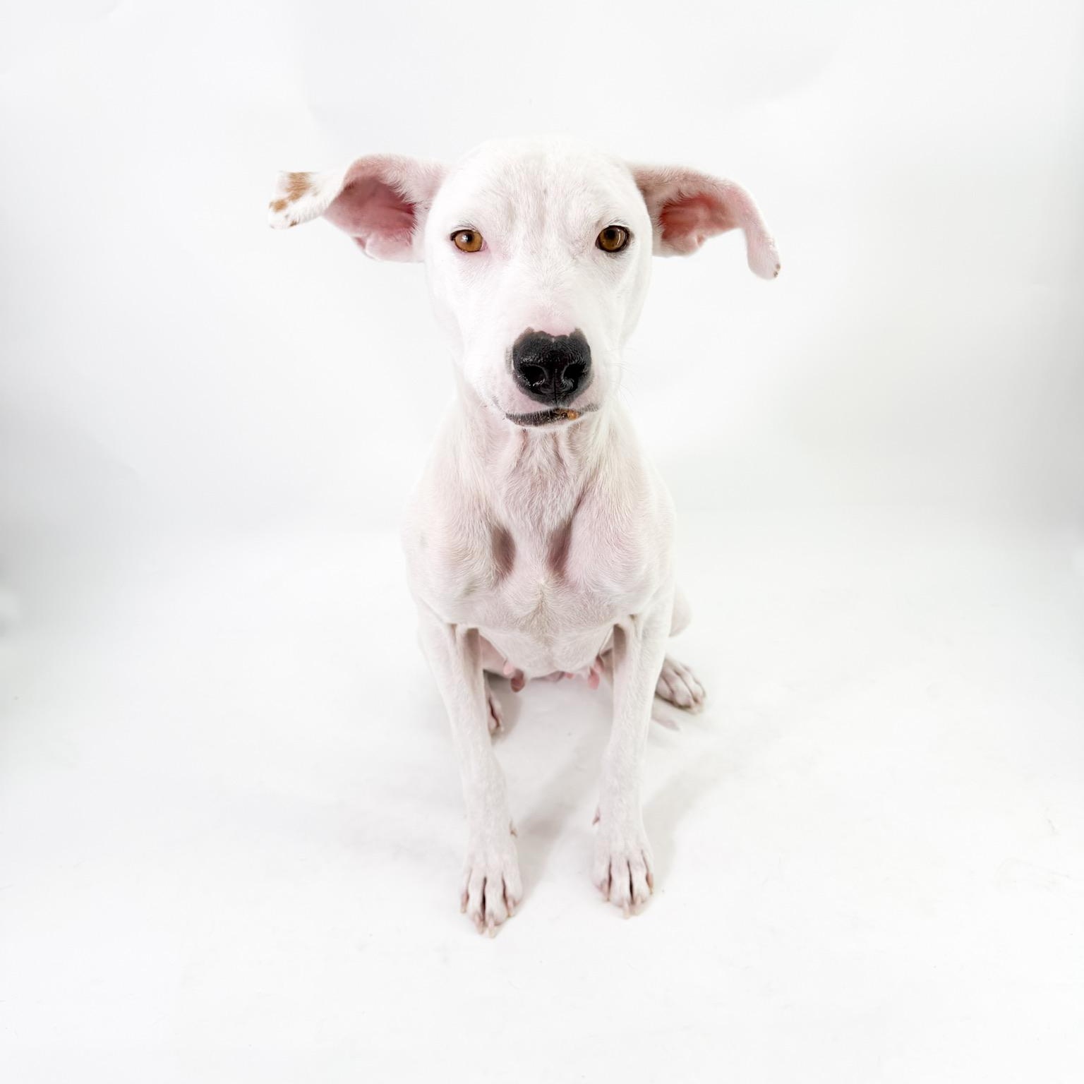 Luna, ADOPTABLE, Adult Female Pit Bull Terrier.