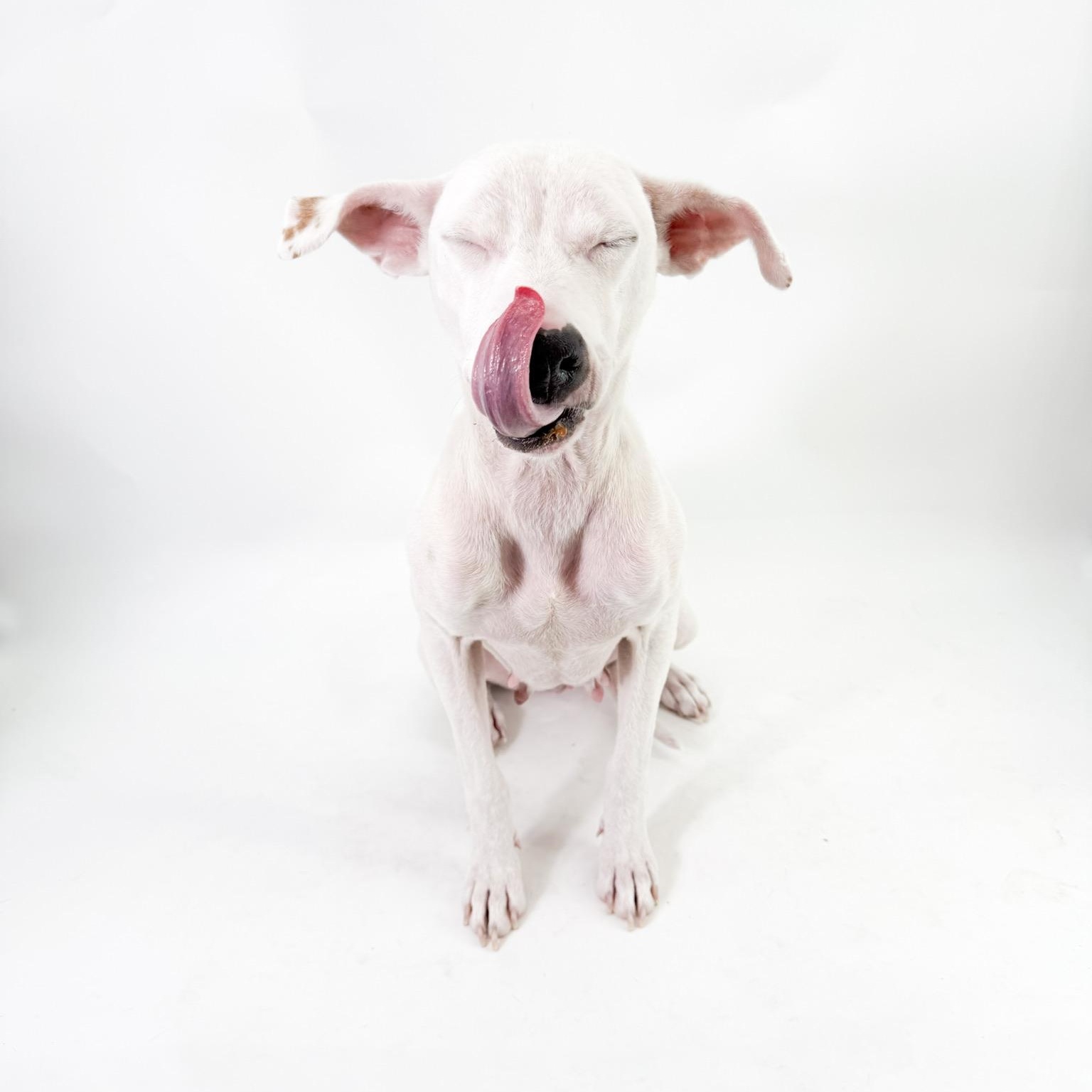 Enlarge Luna, a Adoptable mixed breed in Scottsdale, AZ image 4/4