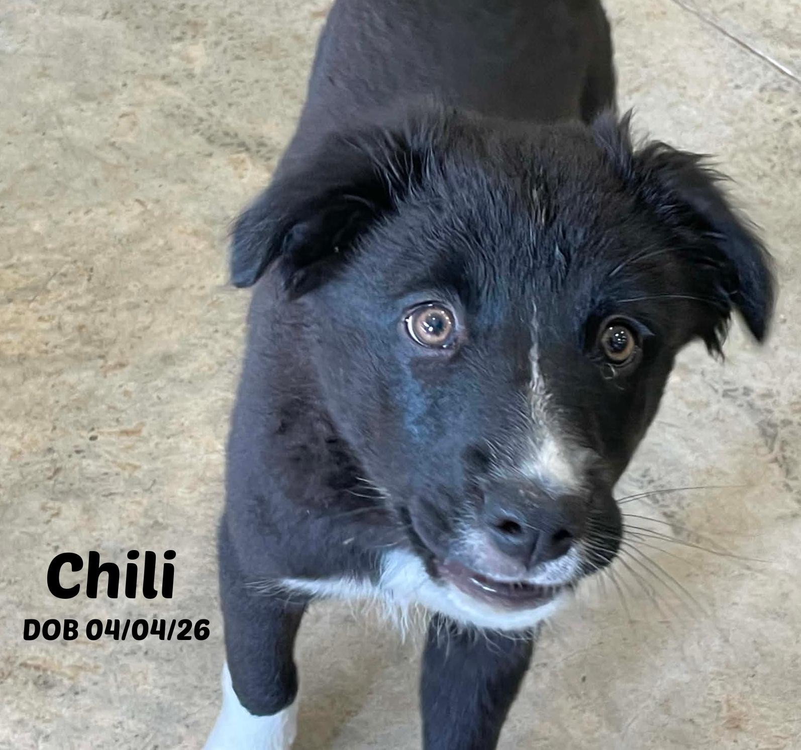 Chili, adopted, Puppy Female Border Collie.