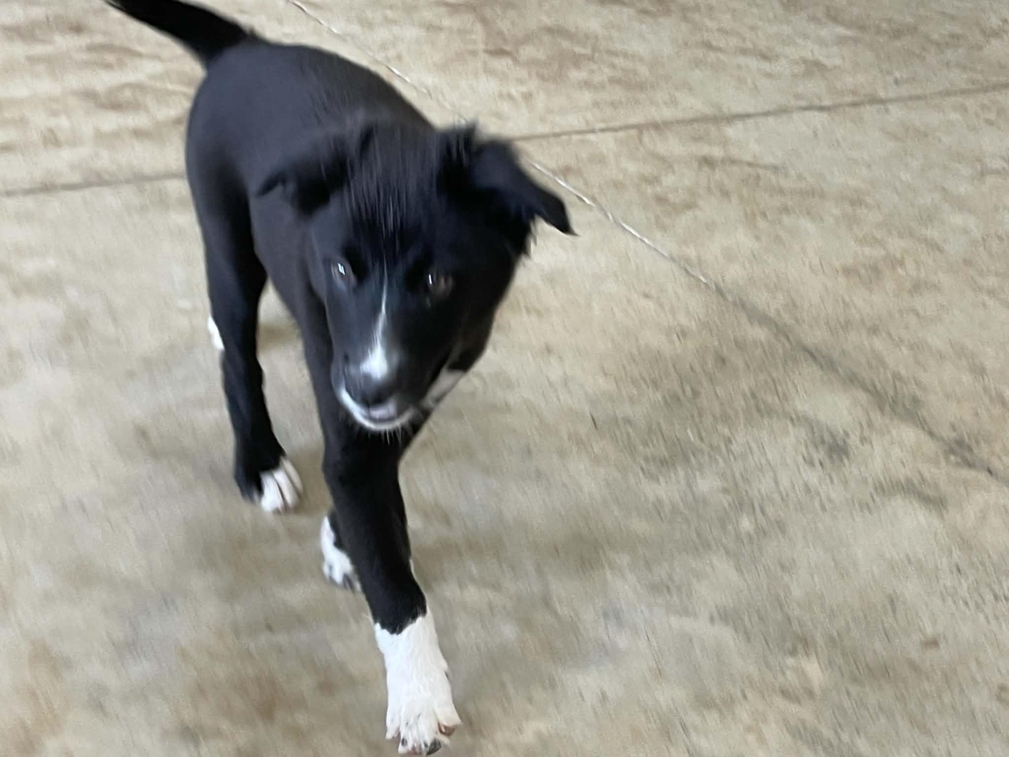 Chili, an adopted mixed breed in Seymour, IN image 2/4