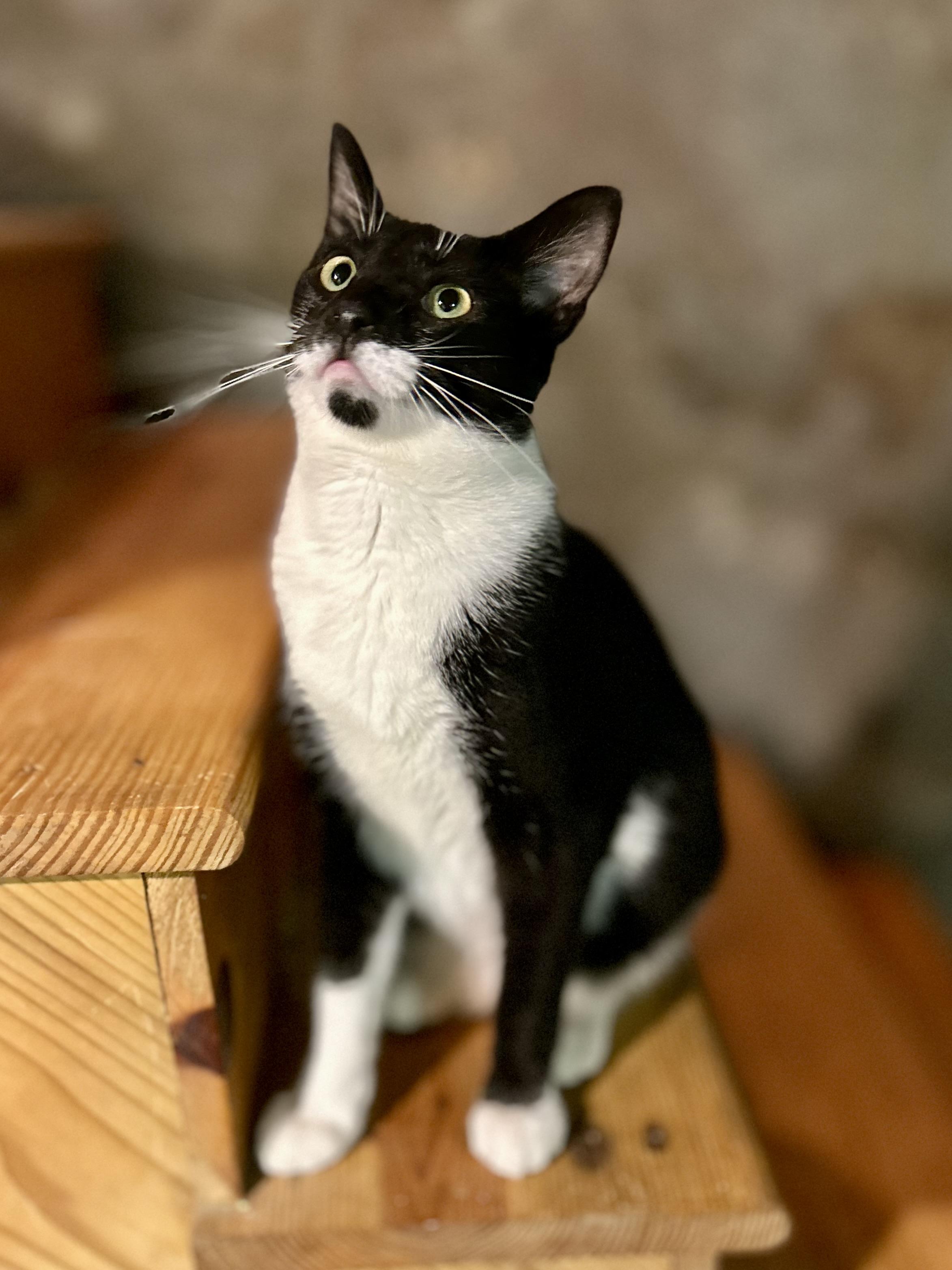 Sylvester photo 2