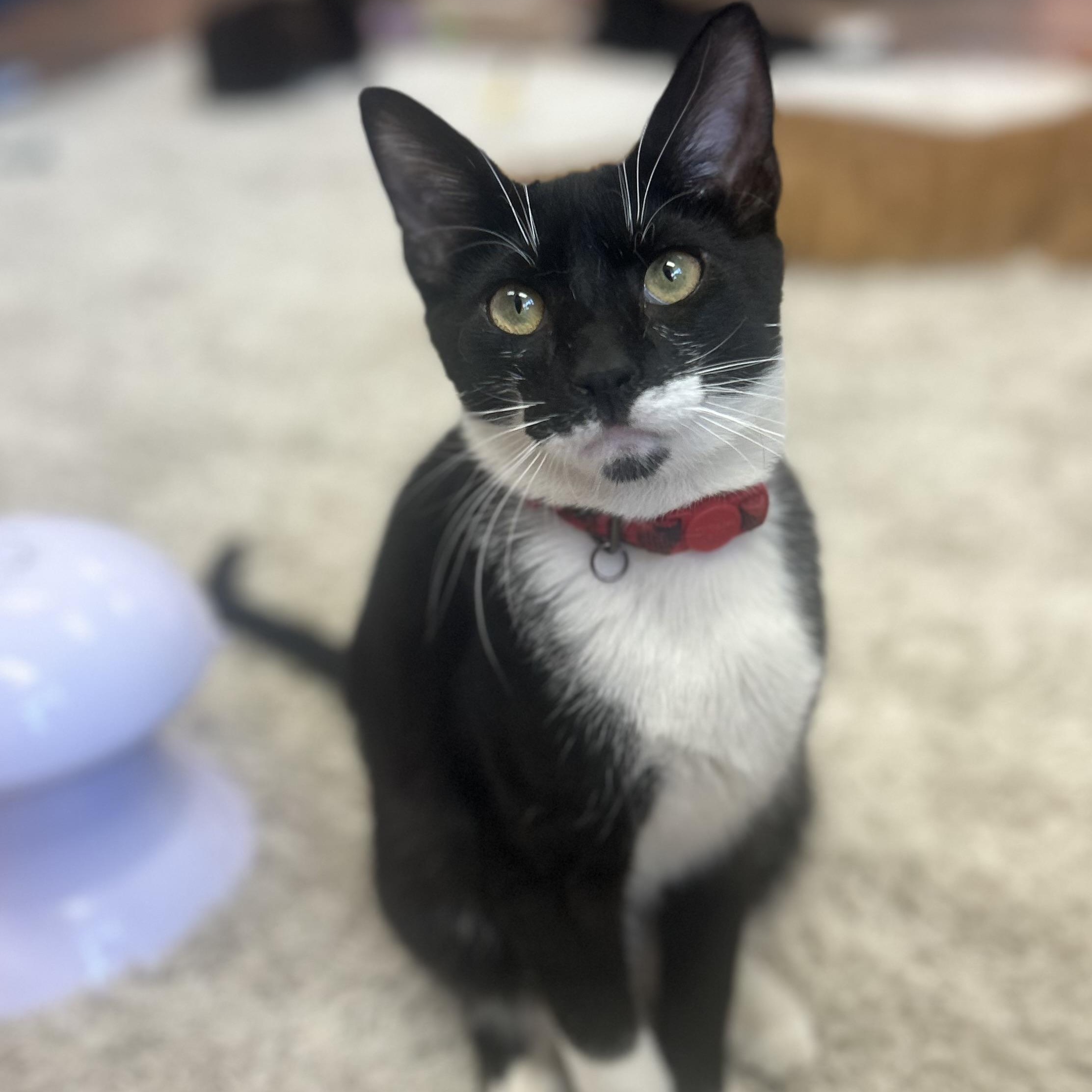 Sylvester photo 3