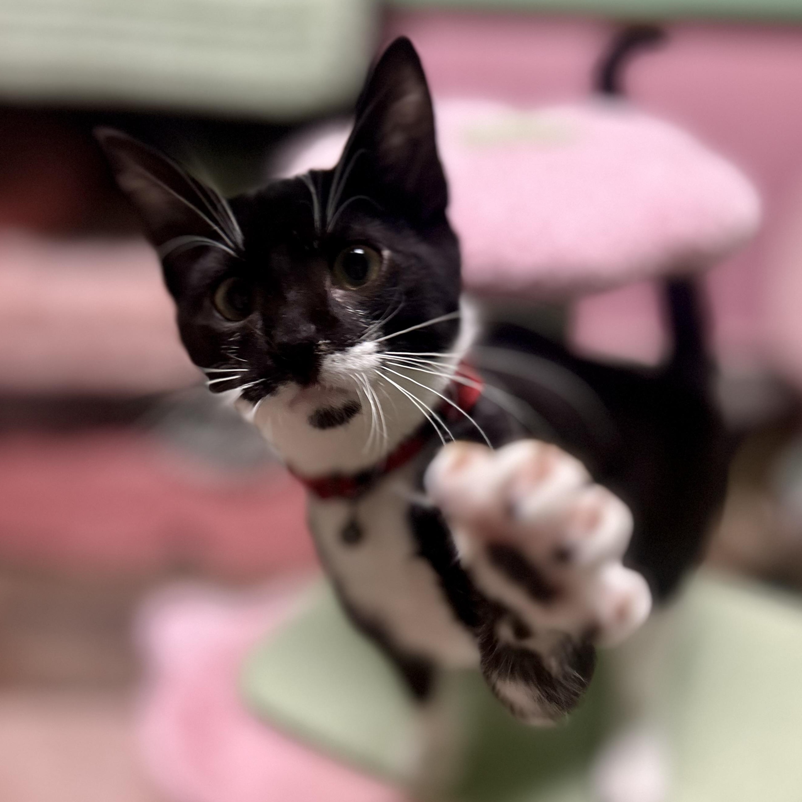 Sylvester photo 4