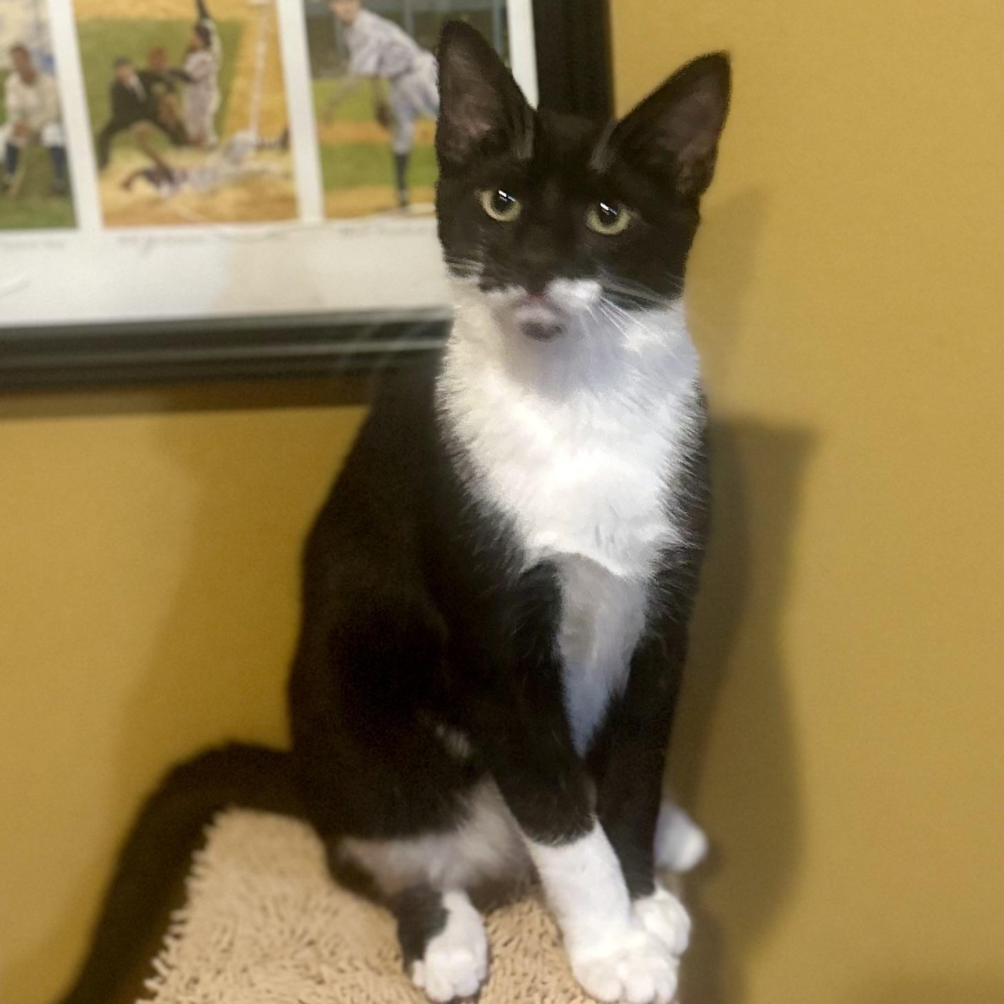 Sylvester photo 8