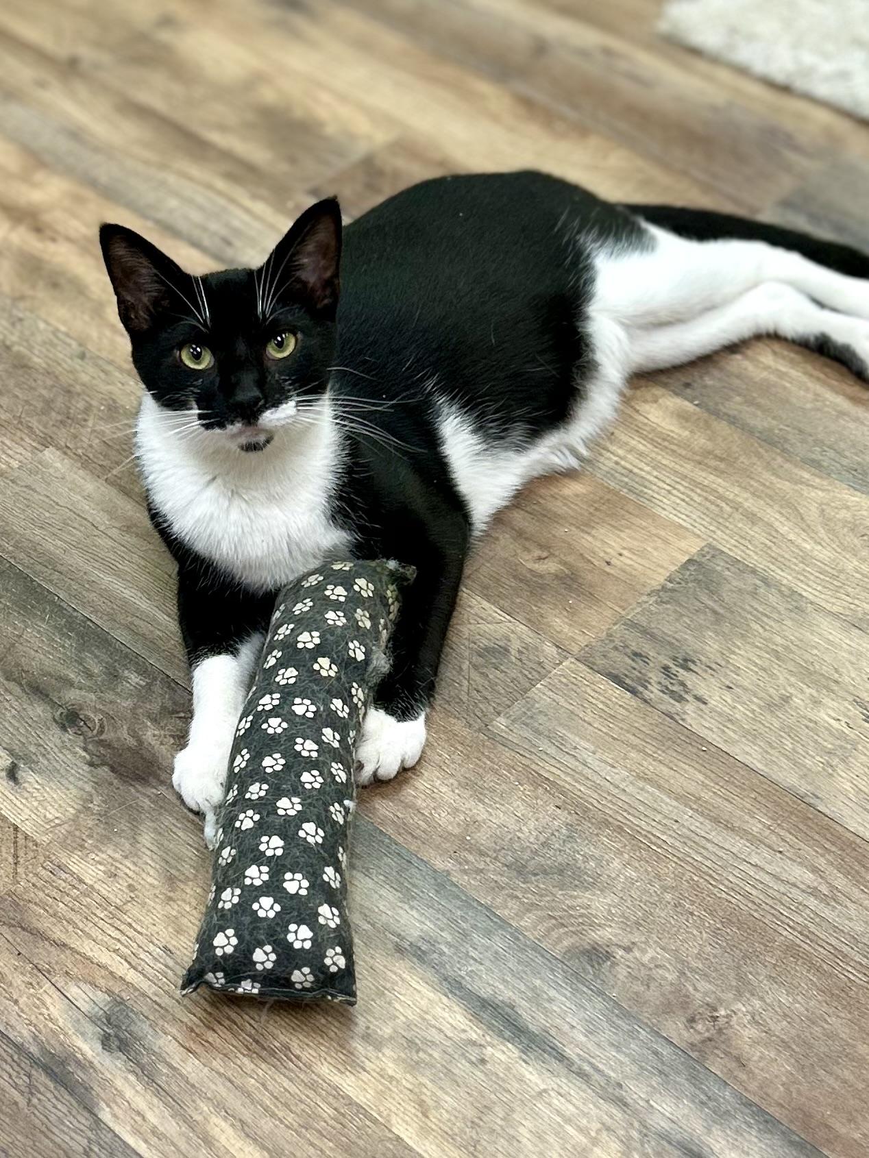 Sylvester, Adult Male Domestic Short Hair