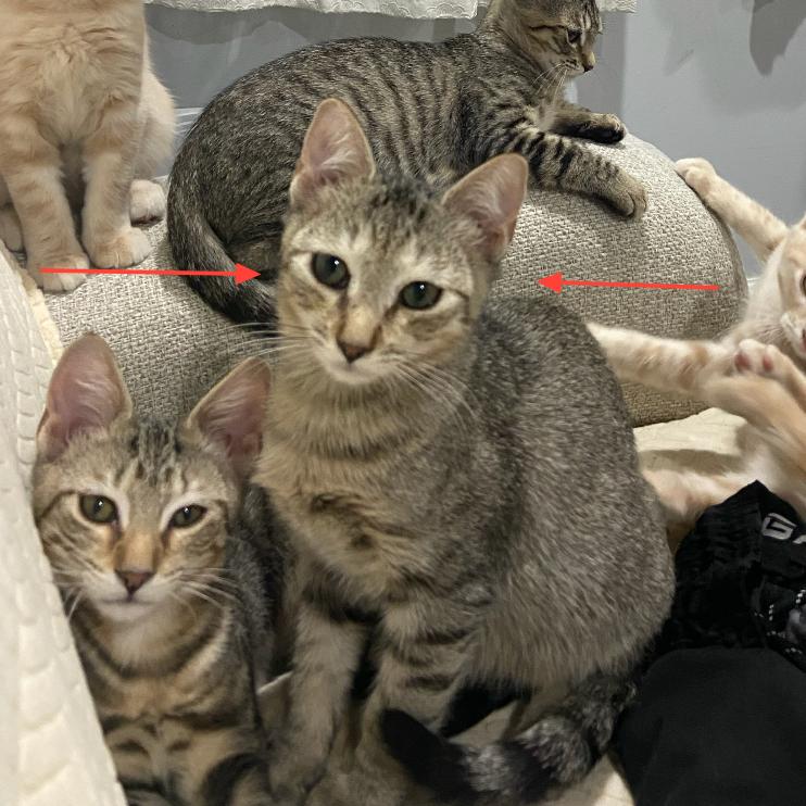 Ash, Adoptable, Young Male Domestic Short Hair.