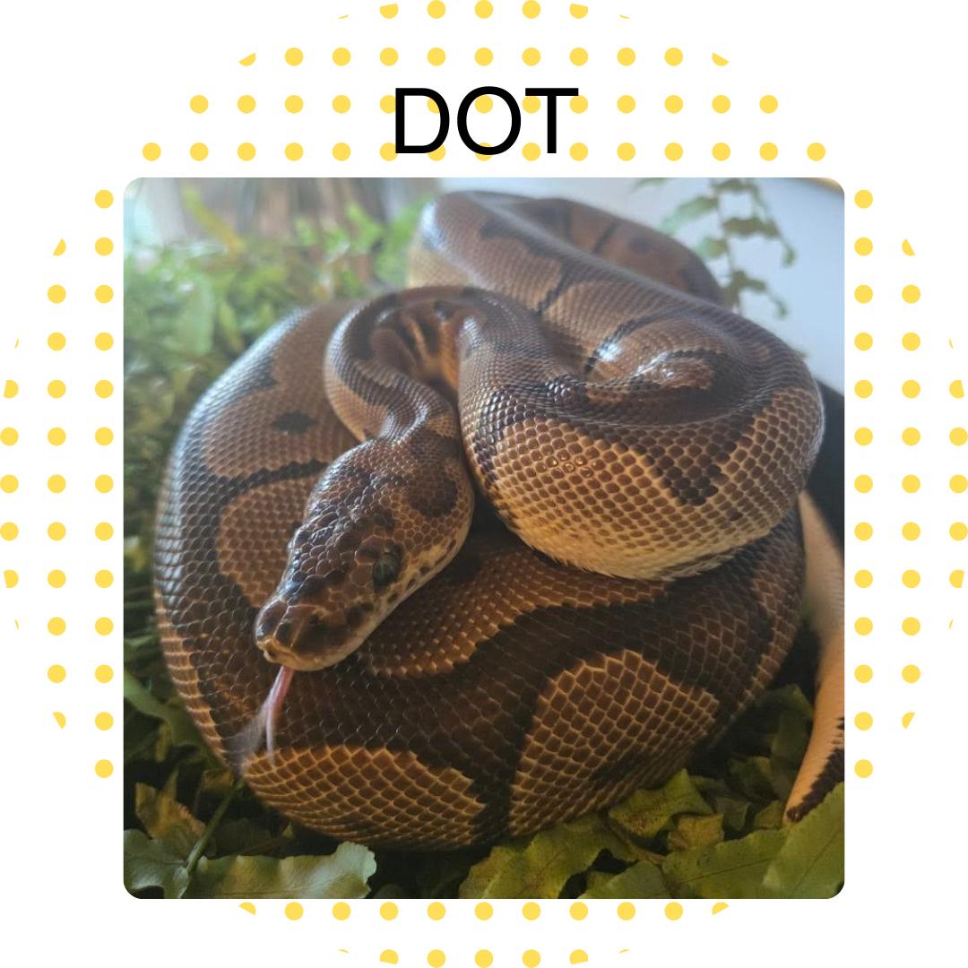 Enlarge Dot, a Adopted Ball Python in Frederick, MD image 1/1
