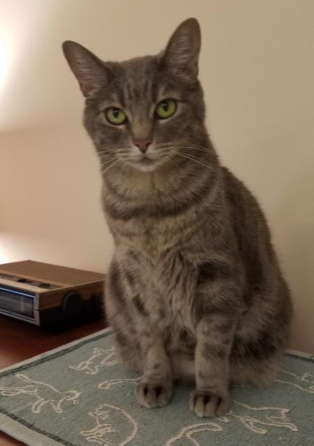 Enlarge Spunky, a Adoptable mixed breed in Cumberland, ME image 1/6