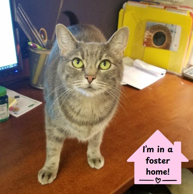 Enlarge Spunky, a Adoptable mixed breed in Cumberland, ME image 3/6