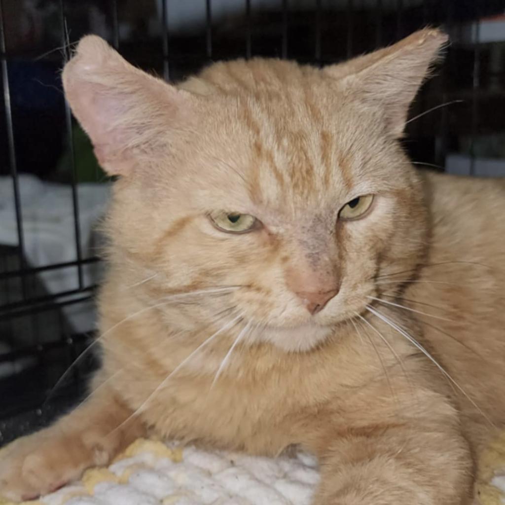 Enlarge Byron (FIV+), a Adoptable Domestic Short Hair in Madison , WI image 1/2