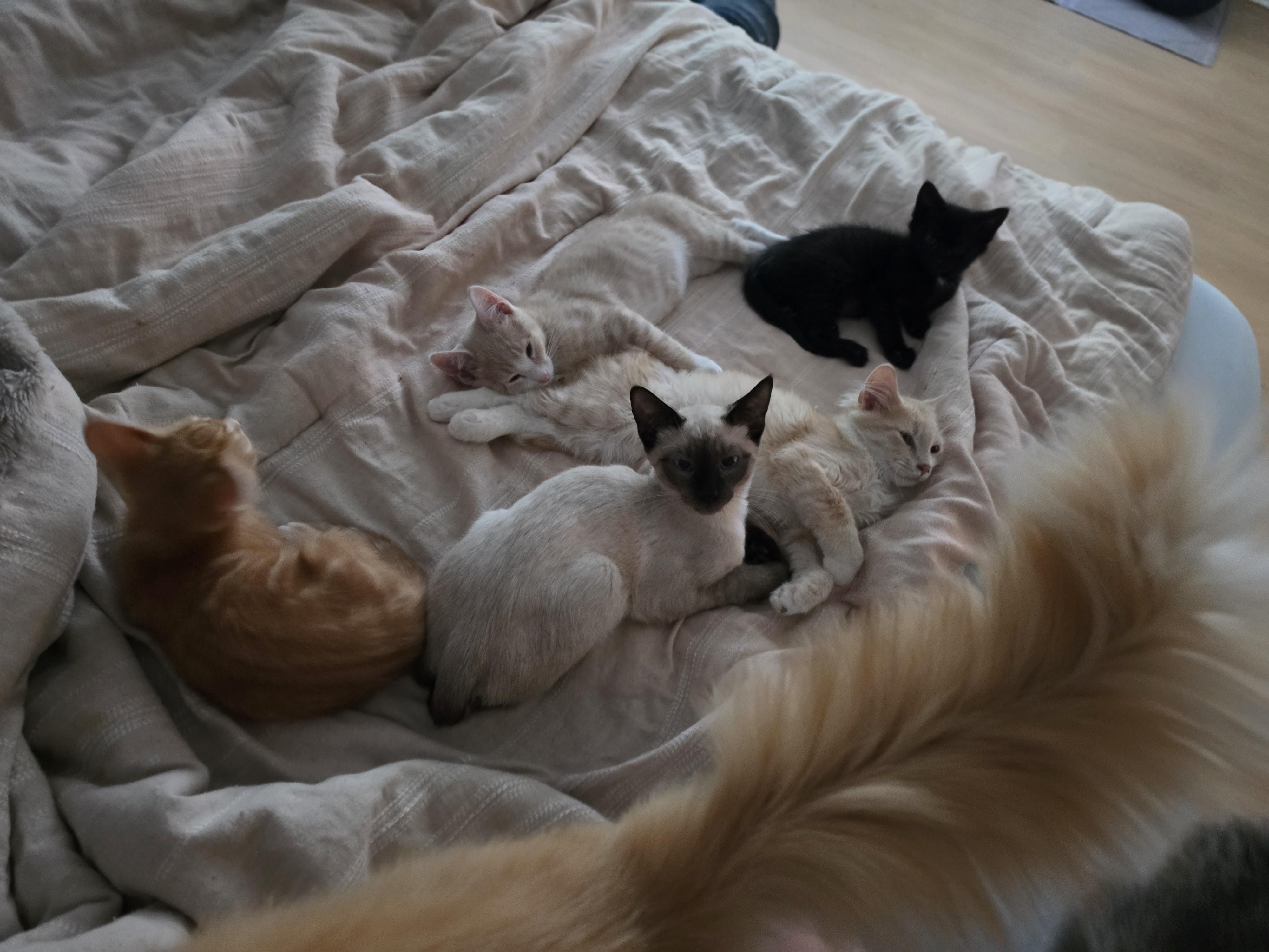 Rolo and Hershey, an adopted Siamese in Lawrenceville, GA image 2/4
