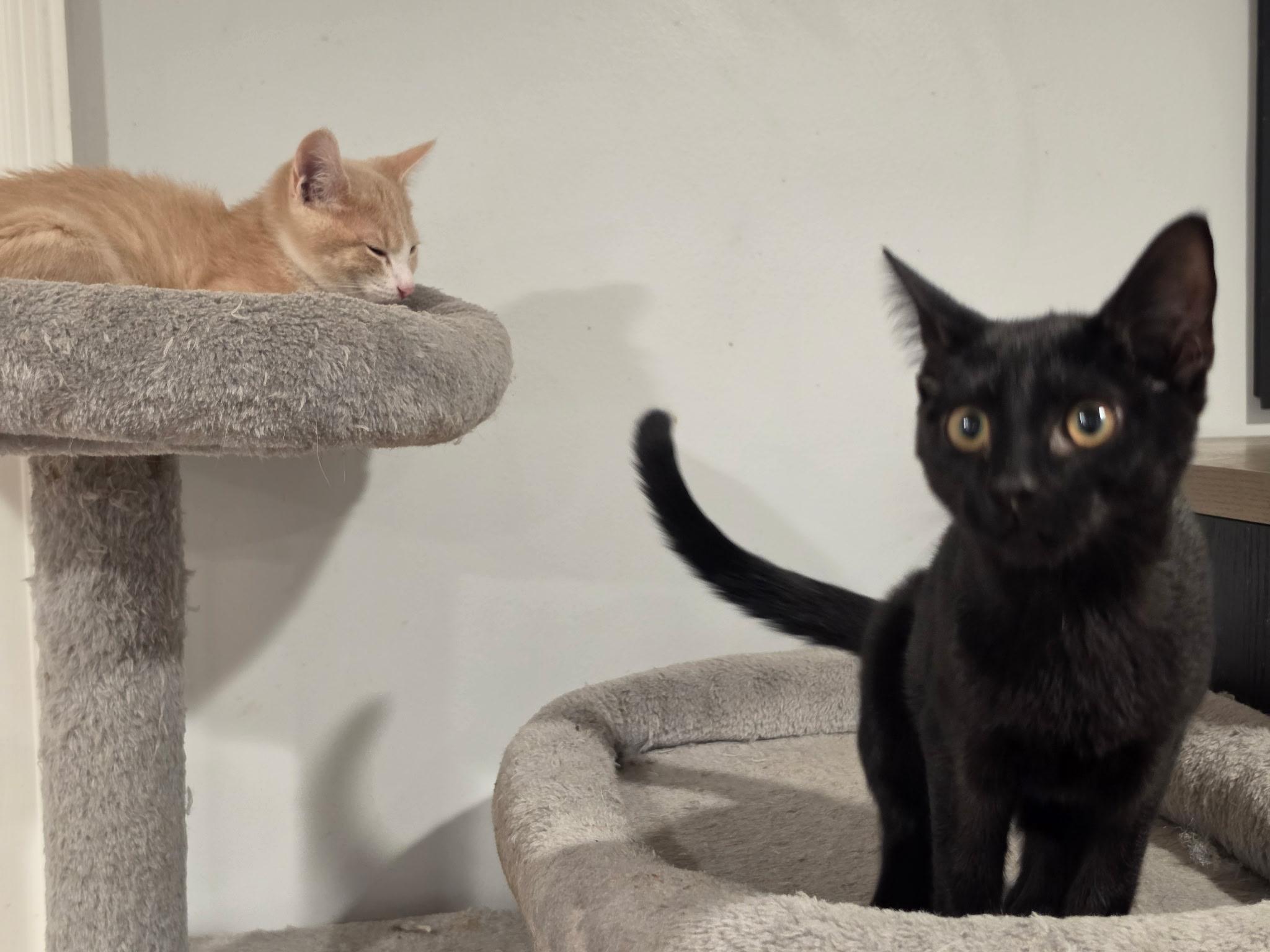 Rolo and Hershey, an adopted Siamese in Lawrenceville, GA image 3/4