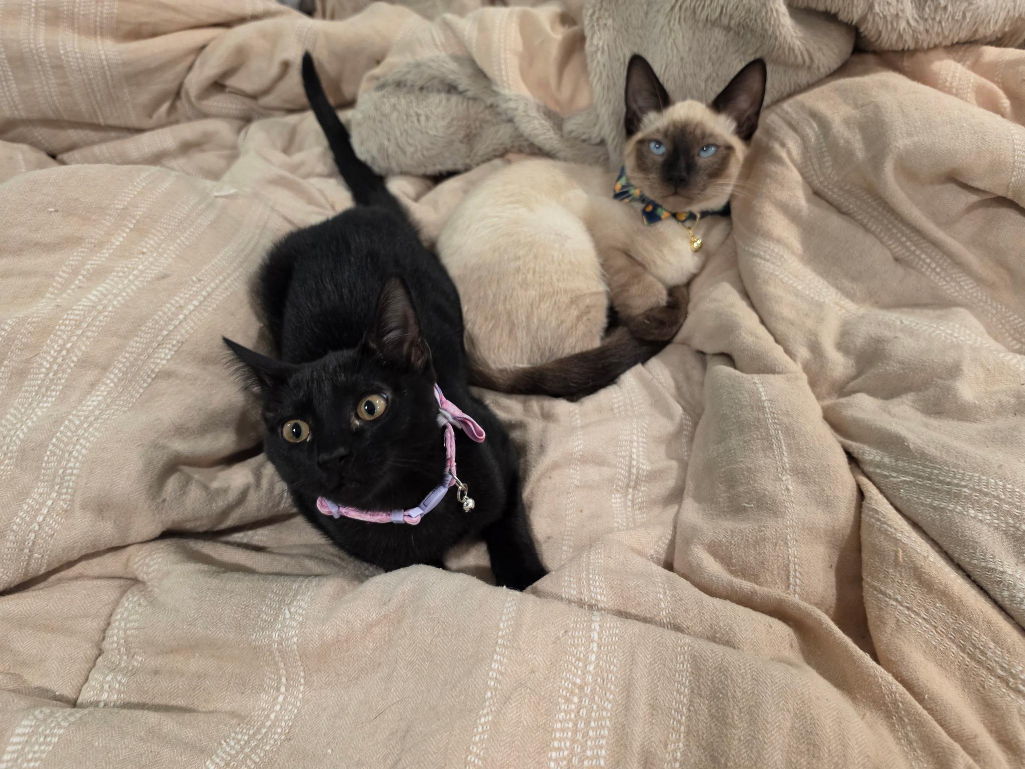 Rolo and Hershey, adopted, Kitten Male Siamese.