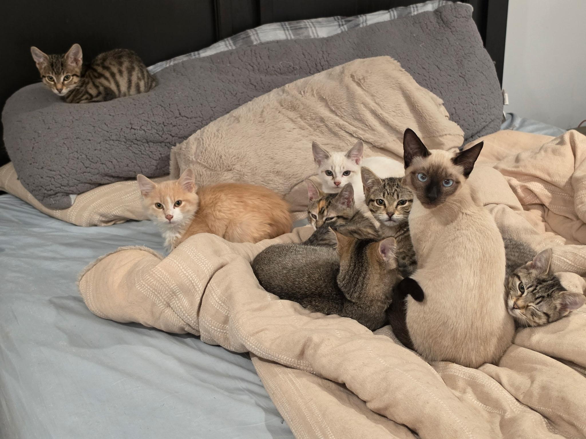 Rolo and Hershey, an adopted Siamese in Lawrenceville, GA image 4/4