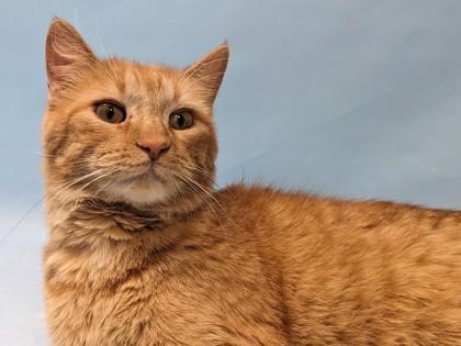 Sugar Cookie, Adoptable, Adult Male Domestic Short Hair & Domestic Short Hair.