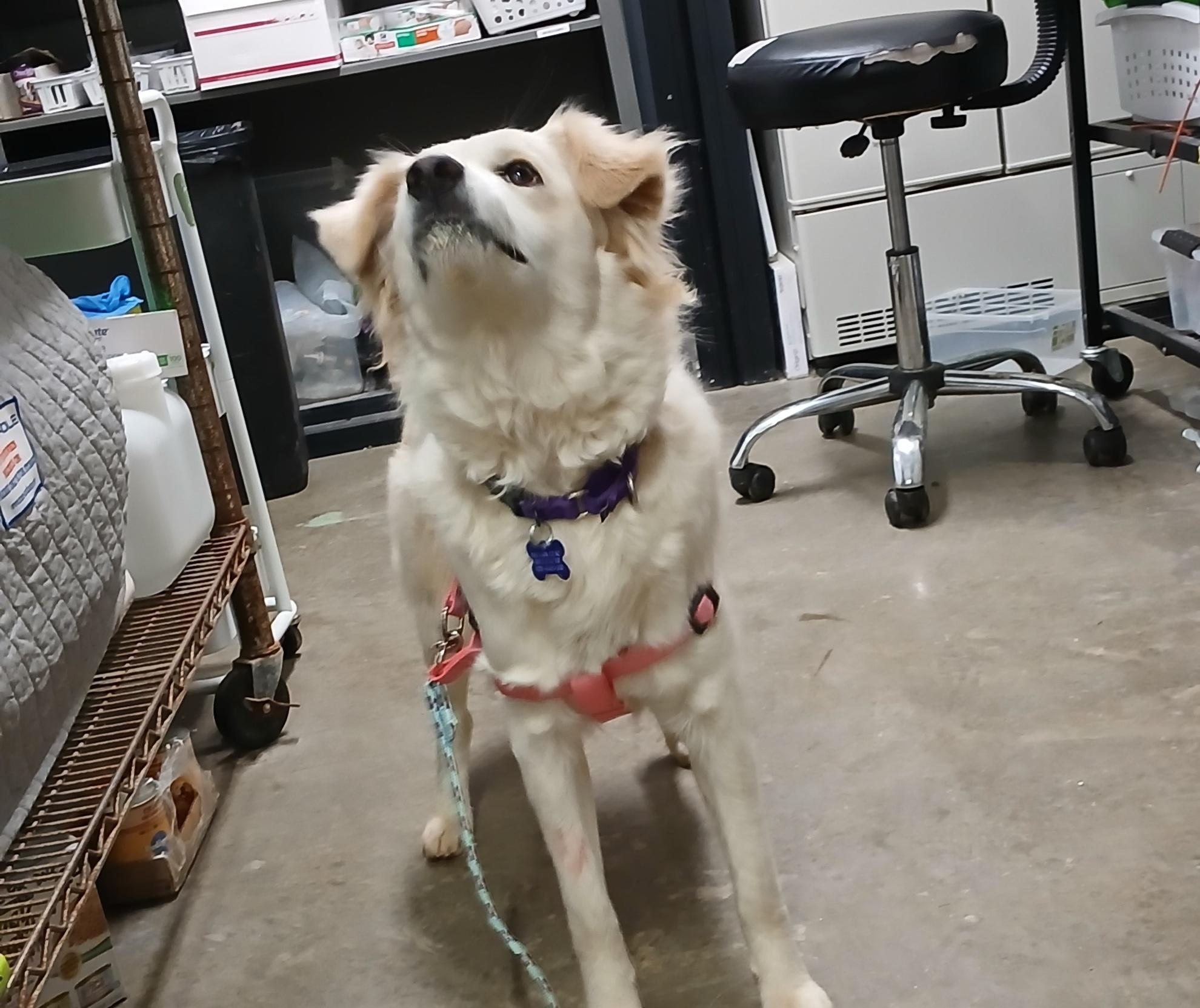 Ghost, Adoptable, Adult Female Border Collie.