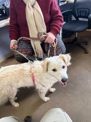 Ghost, a Adoptable Border Collie in Marshall, NC image 2/3