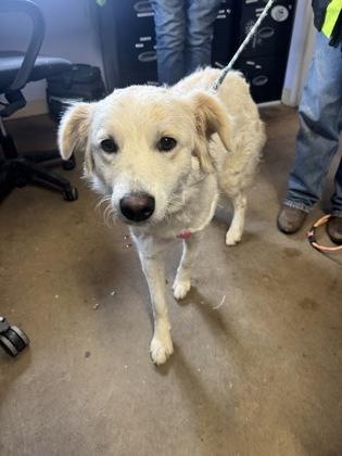Ghost, a Adoptable Border Collie in Marshall, NC image 3/3